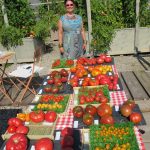 heirloom tomatos grown on roof top garden at 124 Merton street professional office suites for lease.